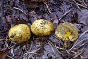 Truncocolumella citrina